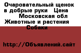 Очаровательный щенок в добрые руки › Цена ­ 100 - Московская обл. Животные и растения » Собаки   